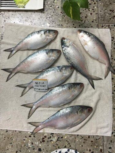 fish online hyderabad|Godavari Fresh .